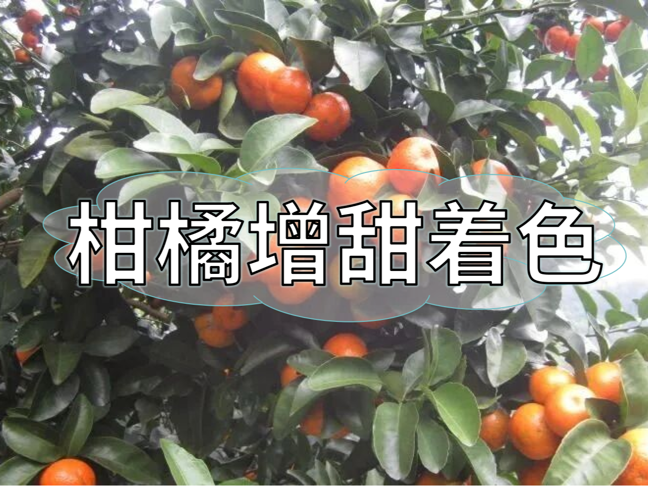 柑橘增甜和轉(zhuǎn)色，到底和什么有關(guān)