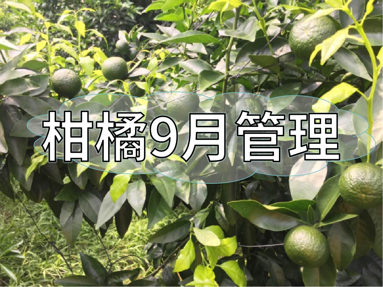 9月柑橘著色、秋梢老熟、促花、防落防裂如何平衡？