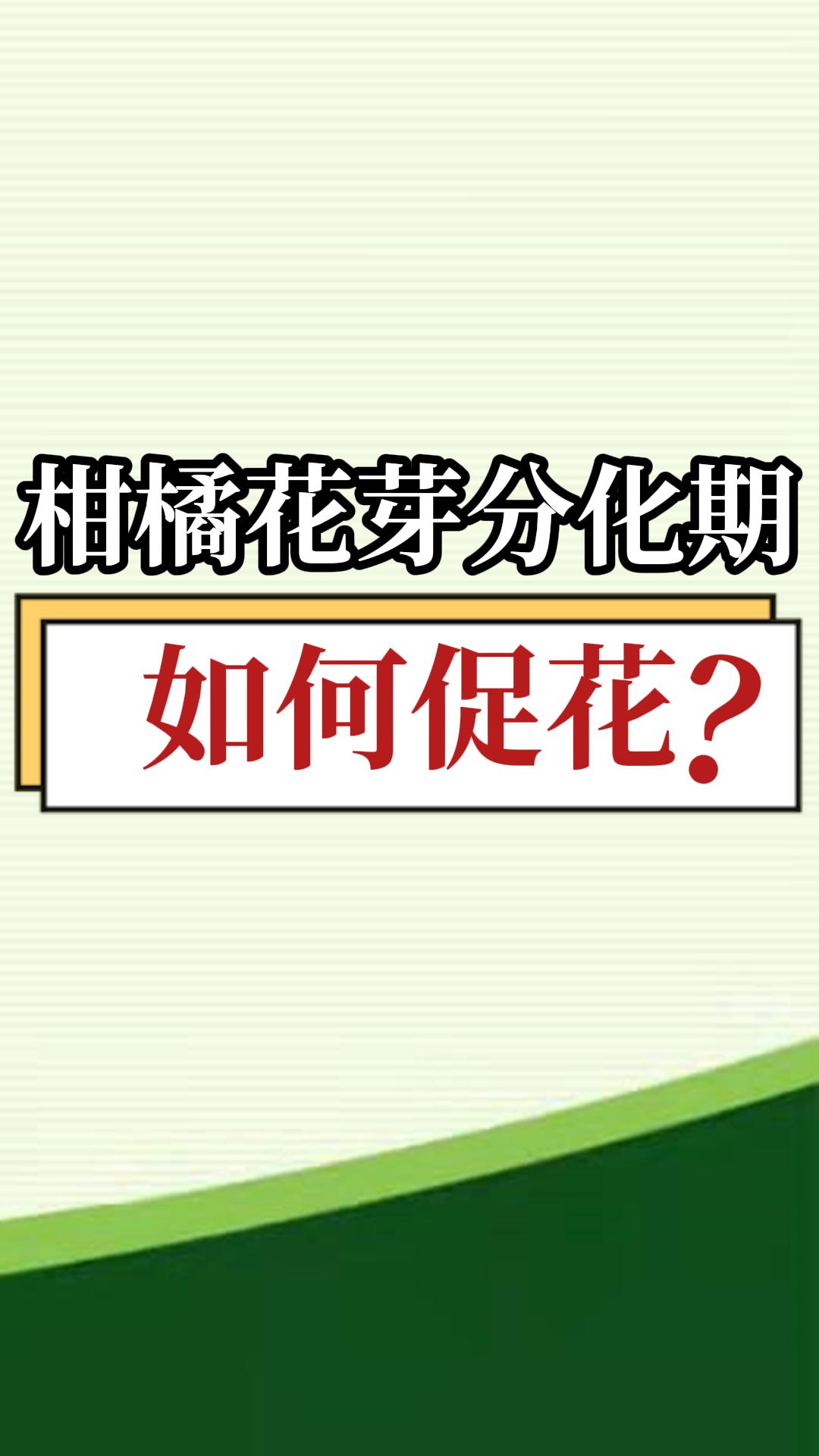 柑橘花芽分化期如何促花？