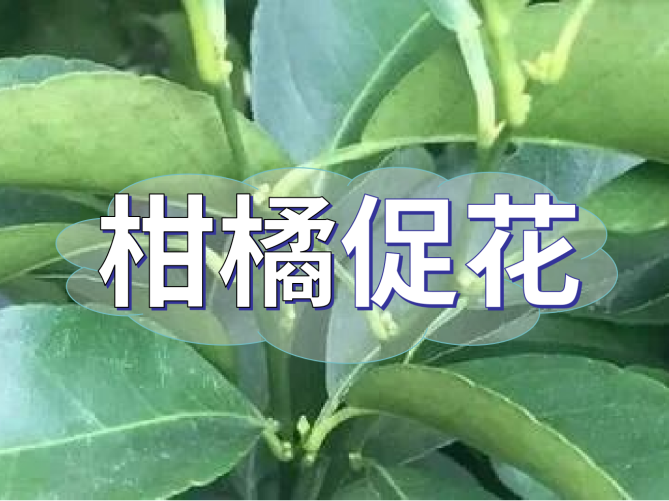 柑橘來(lái)年開(kāi)花多花健壯，這個(gè)促花方案必加上