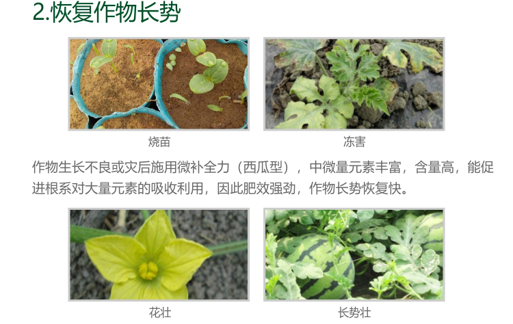 微補(bǔ)全力西瓜1kg