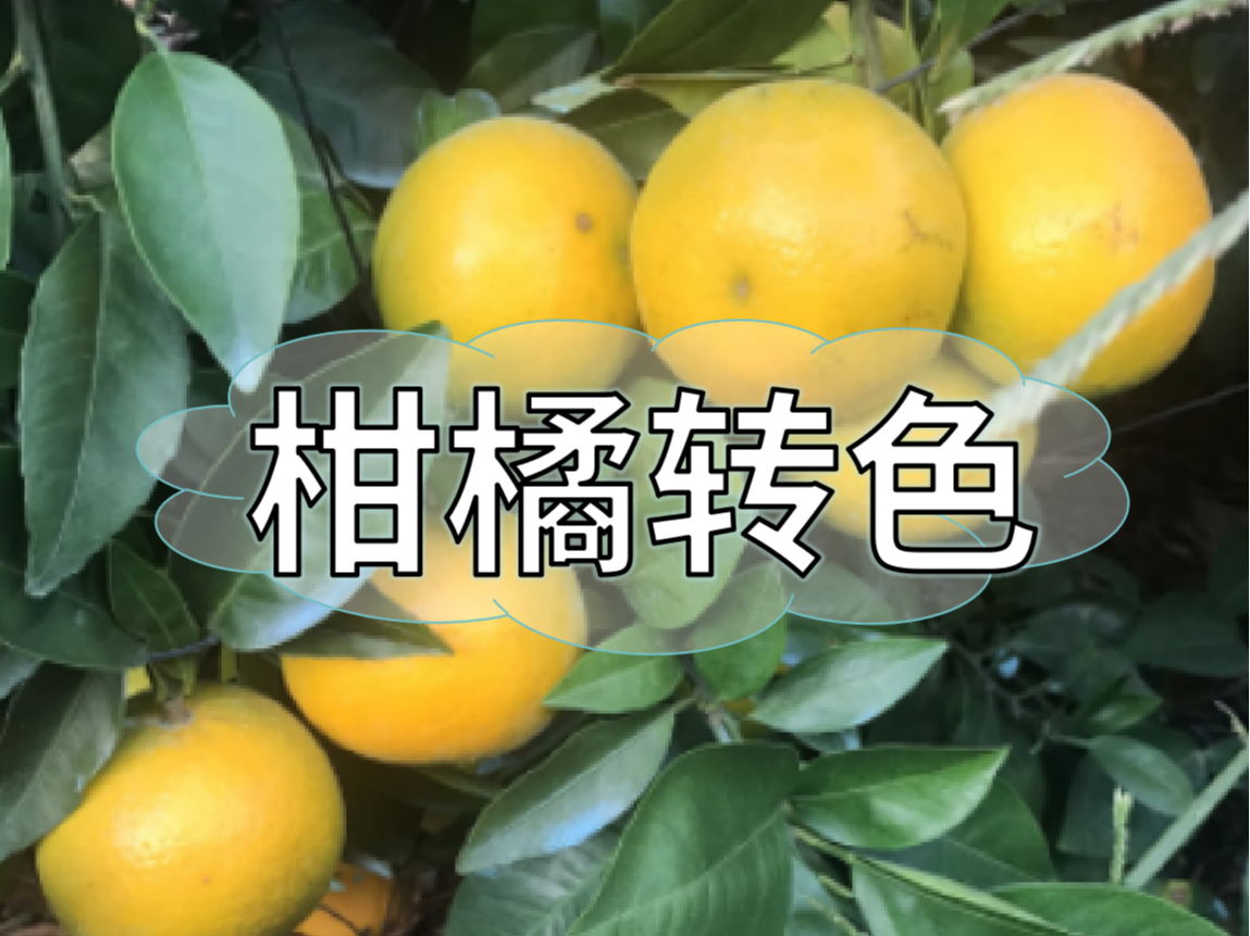 柑橘著色不理想，沖刺品質(zhì)果要抓緊了！