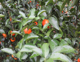 微補(bǔ)方案反饋|跟著農(nóng)友們管理，放優(yōu)質(zhì)秋梢并不難