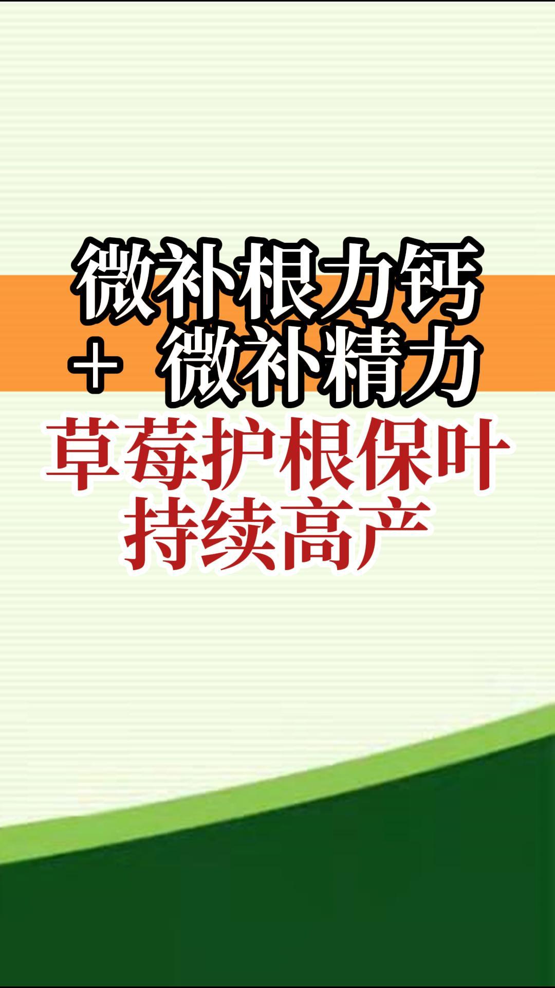 微補(bǔ)根力鈣+微補(bǔ)精力 草莓護(hù)根保葉 持續(xù)高產(chǎn)