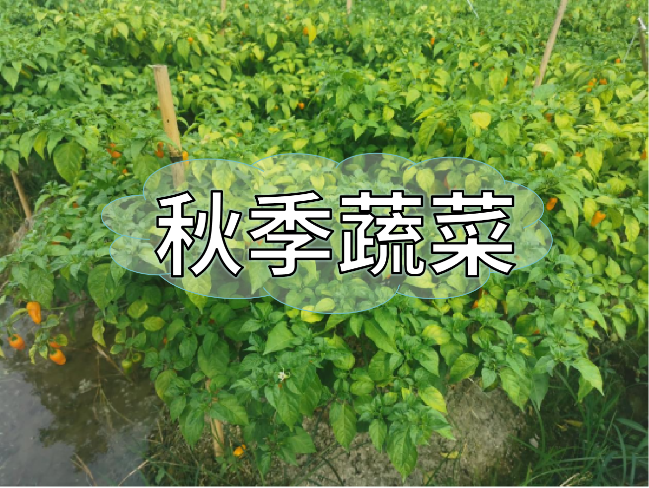 秋種蔬菜，如何提高成活率提高產(chǎn)量