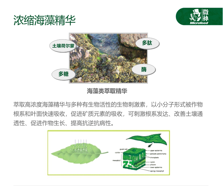 微補(bǔ)海藻全力