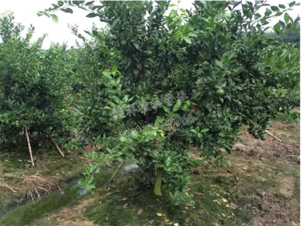 別人果園落果慘重，為何她的果園黃蒂落果少？