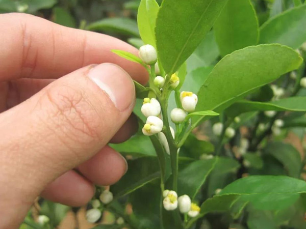 沃柑茂谷柑來(lái)花多要疏花，促花工作就不做了，小心花多不壯