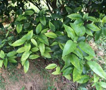 春梢不轉(zhuǎn)綠