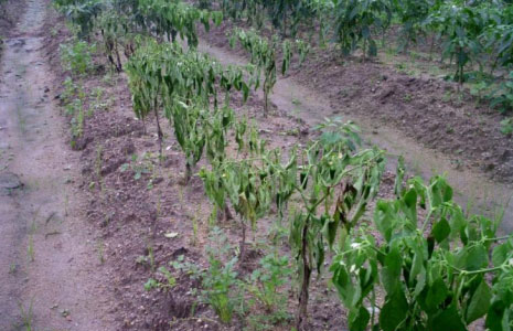 蔬菜秋季管理攻略