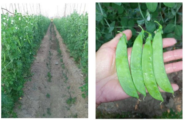 蔬菜秋季管理攻略