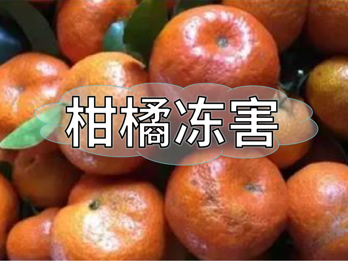 柑橘凍害難恢復，防凍提前做更重要