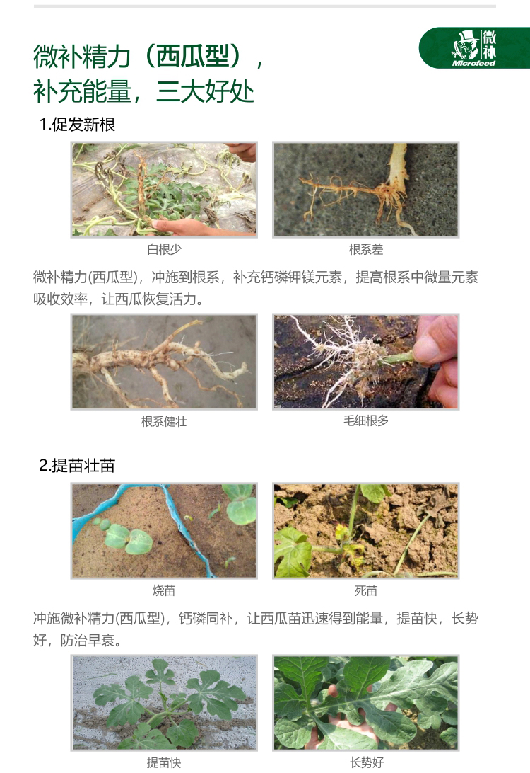 微補(bǔ)精力西瓜型