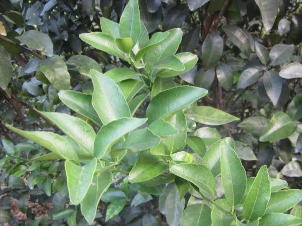 微補三級火箭方案有如此神奇功效？