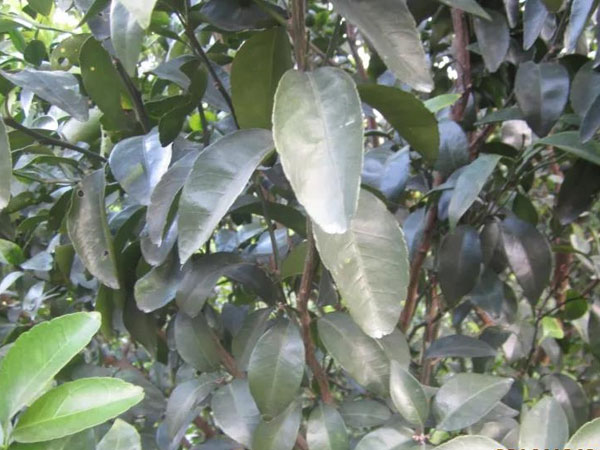 微補三級火箭方案有如此神奇功效？