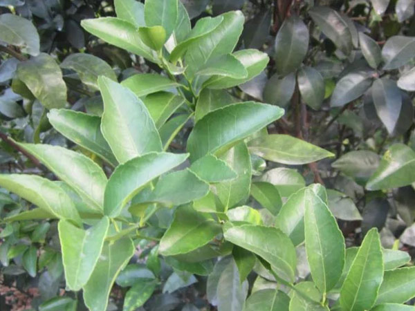 微補三級火箭方案有如此神奇功效？