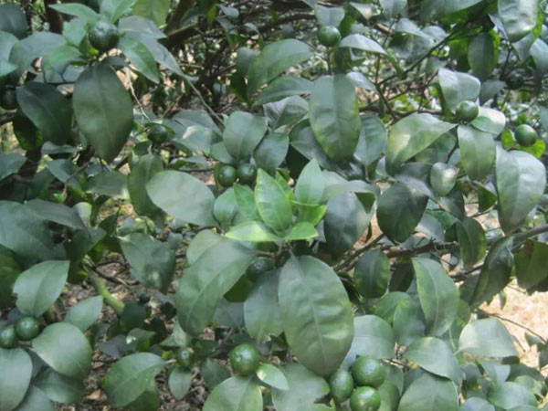 微補三級火箭方案有如此神奇功效？