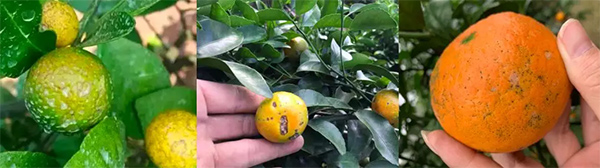 采果前后生防病蟲害，效益最佳?！