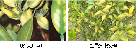 柑橘營養(yǎng)方案