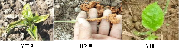 百香果營(yíng)養(yǎng)方案