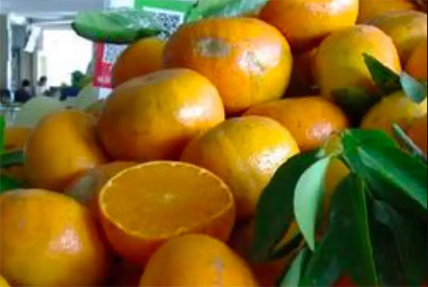 采果前后生防病蟲害，效益最佳?！