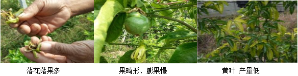 百香果營(yíng)養(yǎng)方案