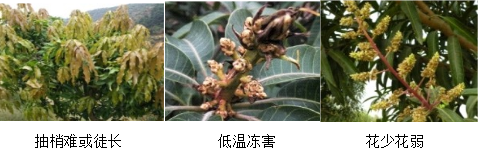 芒果營養(yǎng)方案