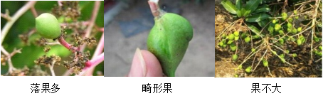 芒果營養(yǎng)方案