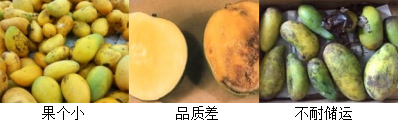 芒果營養(yǎng)方案