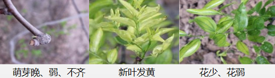 冬棗營養(yǎng)方案