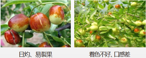 冬棗營養(yǎng)方案