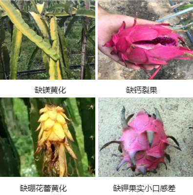 火龍果營養(yǎng)方案