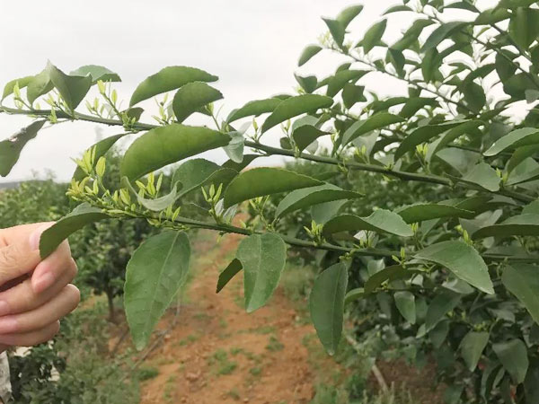 秋梢期，柑橘果農(nóng)都在做這件事……