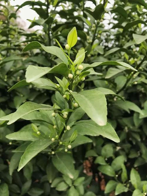 秋梢期，柑橘果農(nóng)都在做這件事……