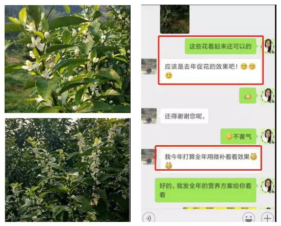 秋梢期，柑橘果農(nóng)都在做這件事……