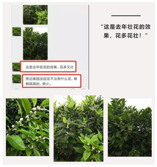 秋梢期，柑橘果農(nóng)都在做這件事……