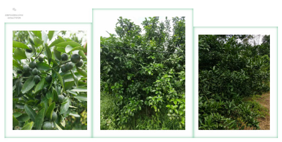 秋梢期，柑橘果農(nóng)都在做這件事……