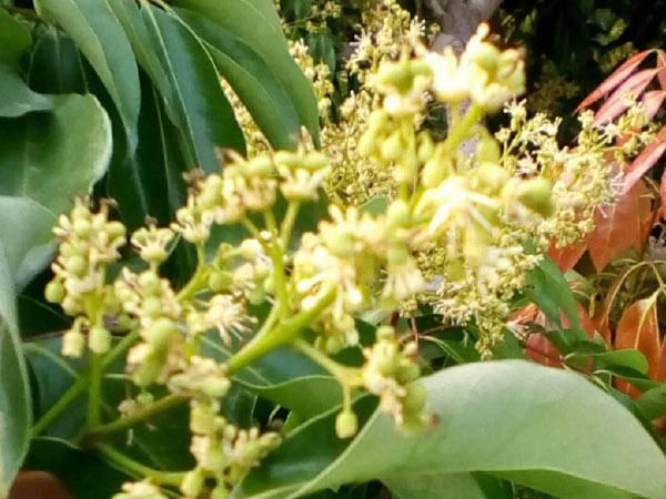 荔枝園連年高產(chǎn)，秘訣在這里