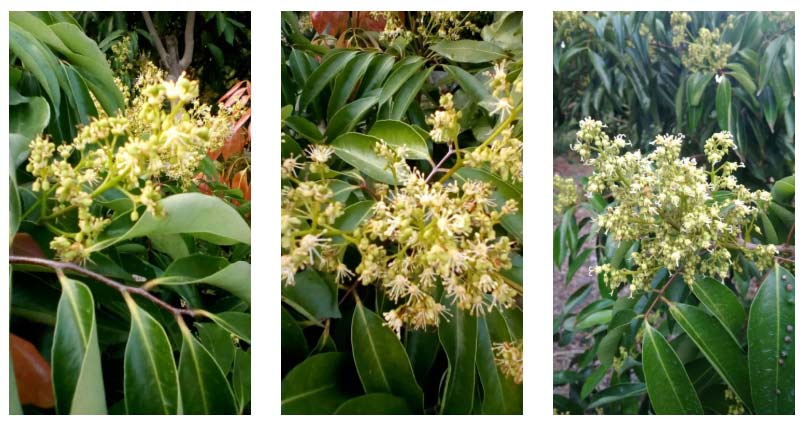 荔枝園連年高產(chǎn)，秘訣在這里