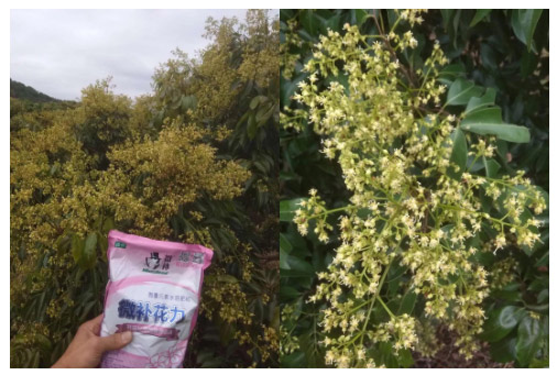 荔枝園連年高產(chǎn)，秘訣在這里