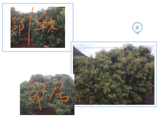 荔枝園連年高產(chǎn)，秘訣在這里
