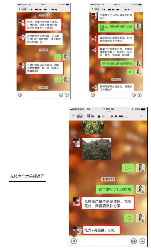 荔枝園連年高產(chǎn)，秘訣在這里