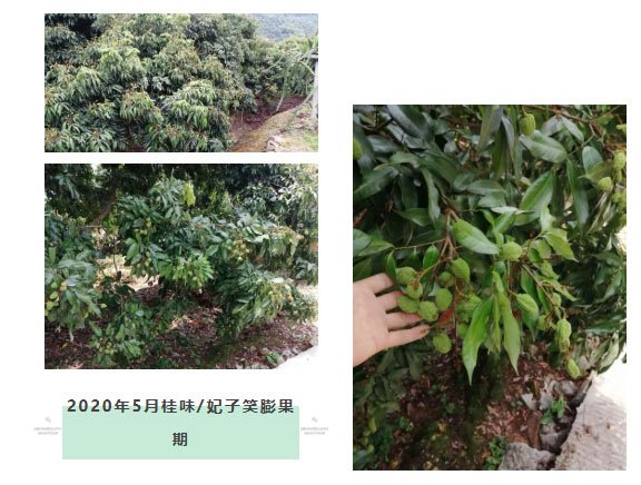 荔枝園連年高產(chǎn)，秘訣在這里