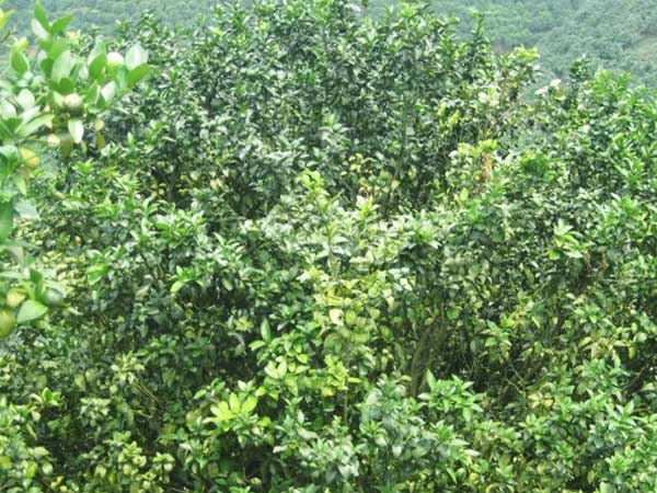 微補三級火箭方案有如此神奇功效？